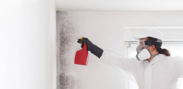 Certified Mold Removal in Hansen, ID
