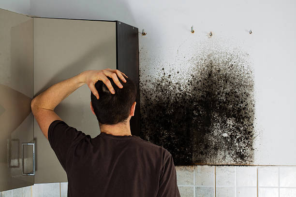 Best Mold Remediation  in Hansen, ID